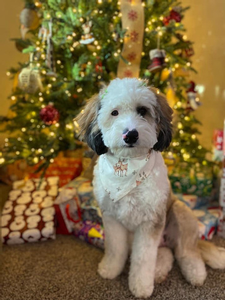 F1 Mini Bernedoodle Maggie of Skye & Riggs